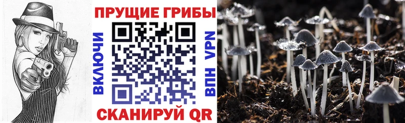 Галлюциногенные грибы Psilocybe Боровск